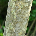 Avicennia marina subsp. var. eucalyptifolia (Grey Mangrove) ヒルギダマシ<br />Canon KDX (400D) + EFS60 F2.8
